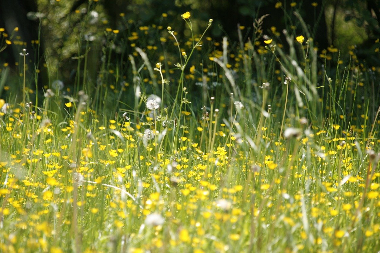 Supplements for Managing Seasonal Allergy Symptoms